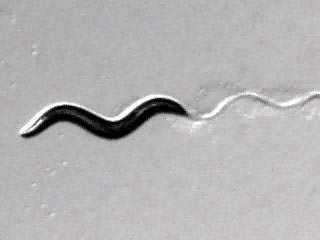 a-c.-elegans-big.jpg