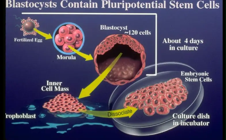blastocysts-contain-stem.jpg