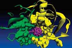 A Molecular Key to Halt HIV