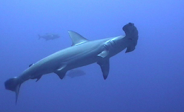 hammerhead-shark-2.jpg