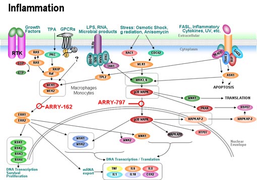 inflamation-pathway.jpg