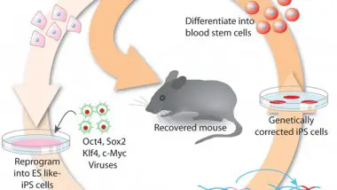 Induced Stem-Cells for Gene Therapy