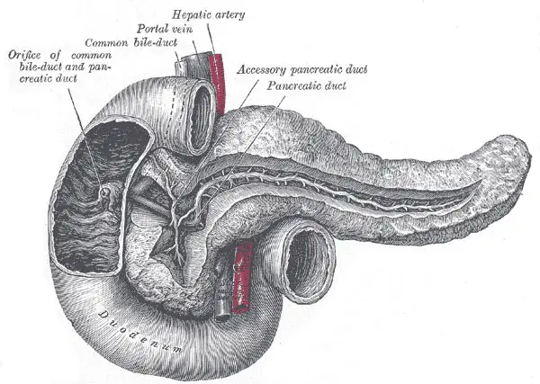 pancreatic-duct-illustratio.jpg