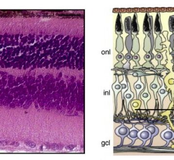 Regenerated Retina Using Neuronal Reprogramming