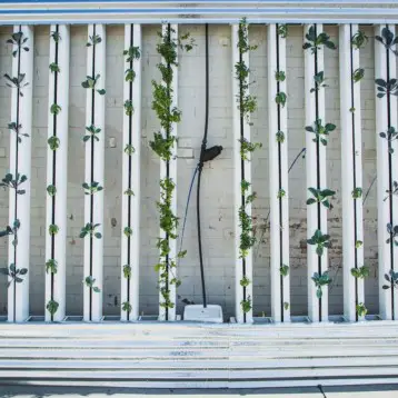 Is Vertical Farming Cost Effective?