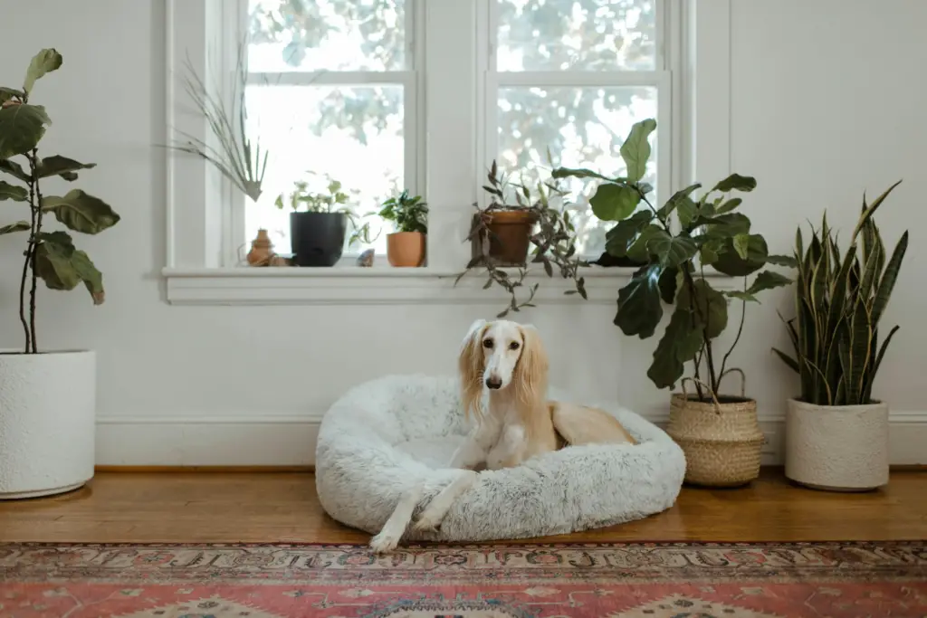 How a Smart Home Can Improve Your Dog's Routine