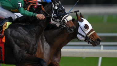 A Beginner’s Guide to Horse Racing