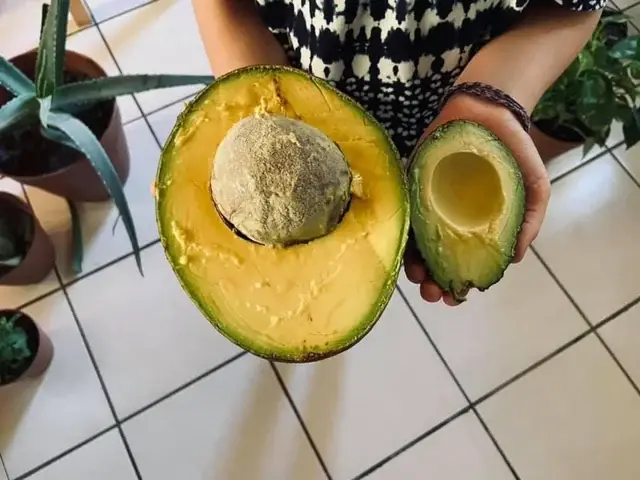 Avocado