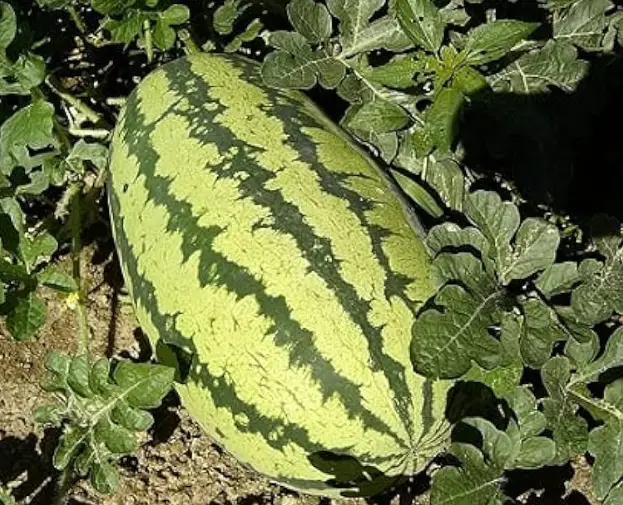 Big Melon