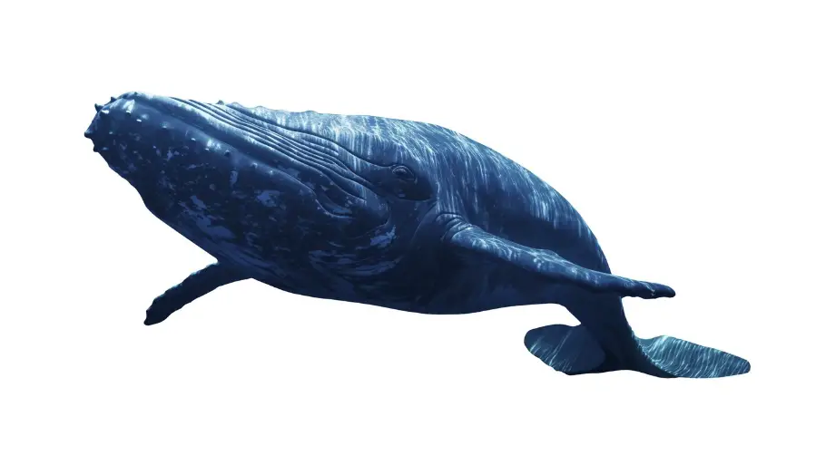 Blue Whale