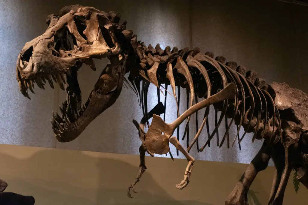 Dinosaur Skeleton