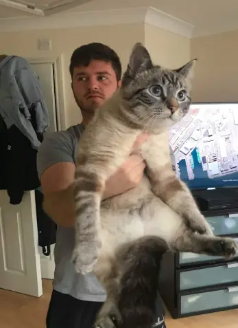 Gargantuan Cat