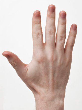 Human Hand