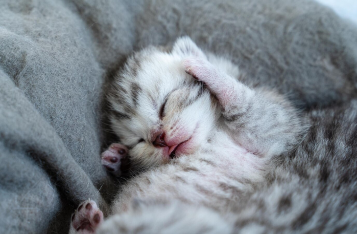 New Born Kitten