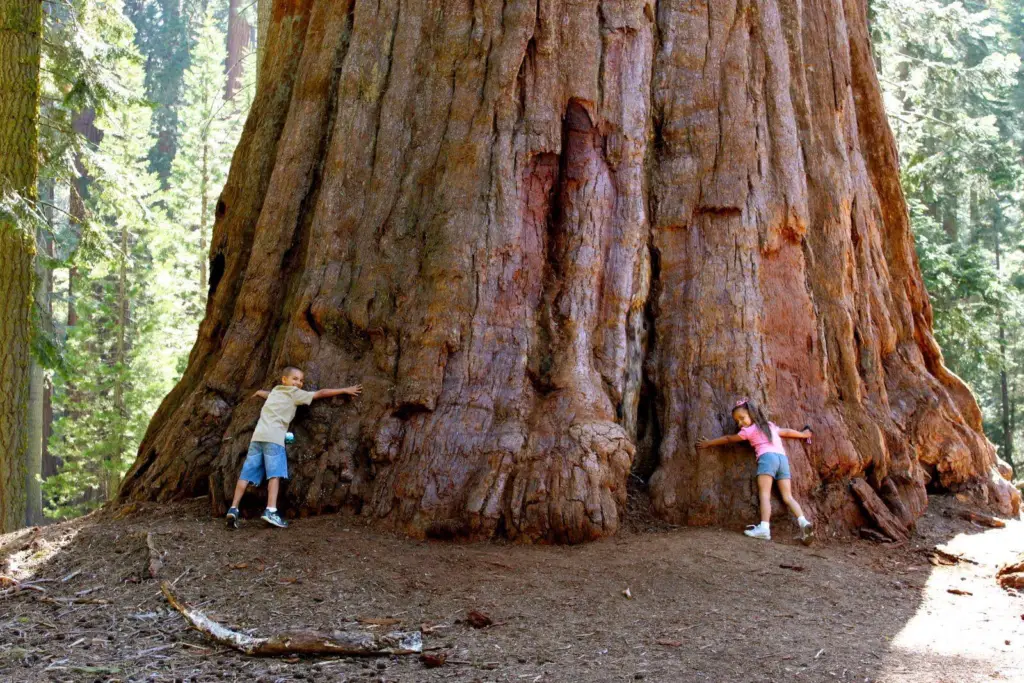 Redwood Trees