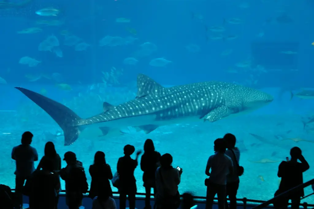 Whale Shark
