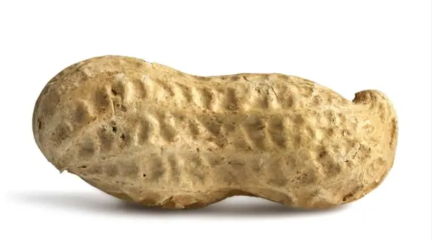 Large Peanut