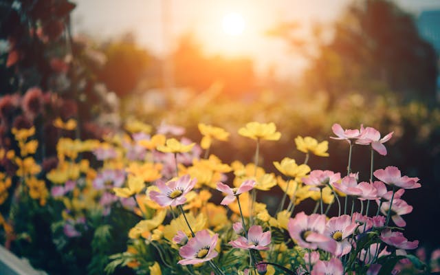 plants and flowers