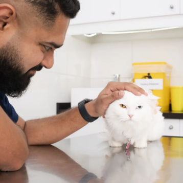 The Ultimate Guide to Cat Anxiety