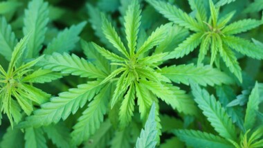 Growing Products Liability Claims Against the Marijuana Industry