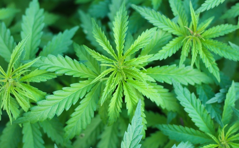 Marijuana Industry