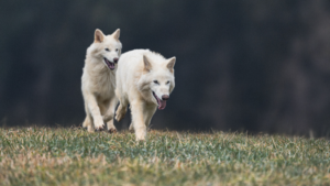 Dire Wolves