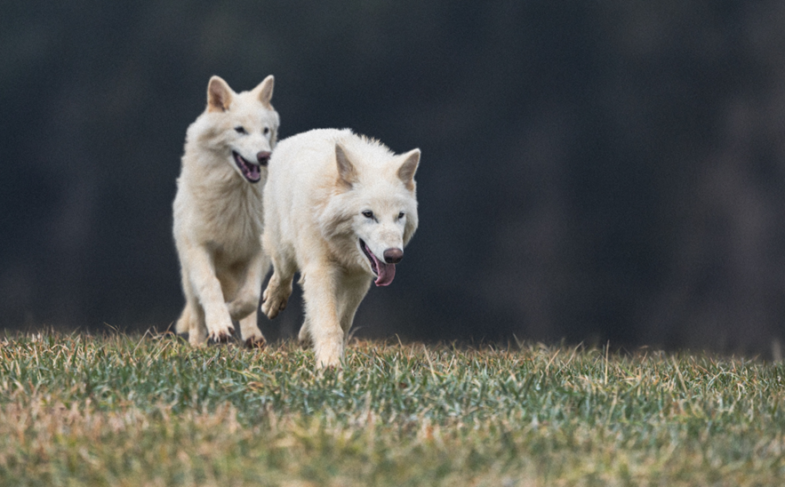 Dire Wolves