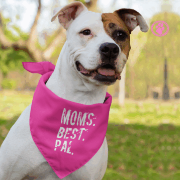 Why Custom Dog Bandanas are Popular and How to Get the Best Ones?