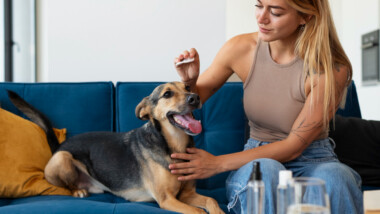 How to Adjust CBD Dosage for Dogs Based on Metabolism, Age, and Activity Level?