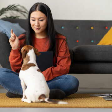 Pet Parent Tips for Picking a CBD-Based Tasty and Healthy Treat
