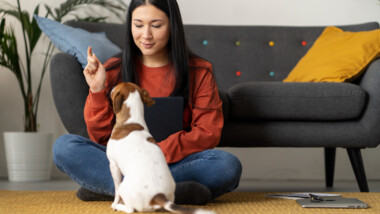 Pet Parent Tips for Picking a CBD-Based Tasty and Healthy Treat