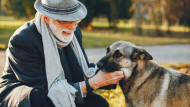 How to Choose a Mushroom Formula Your Senior Dog’s Body Can Actually Use